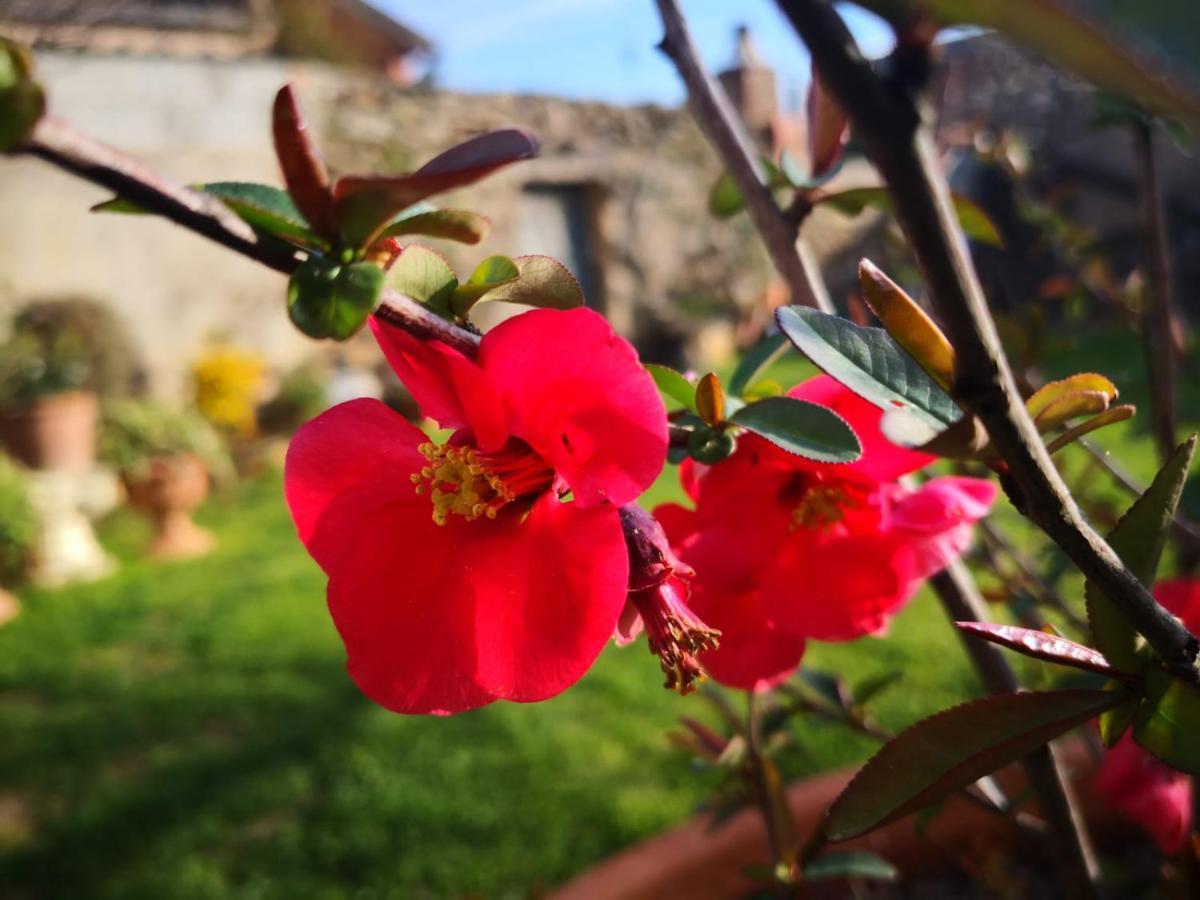 Zia Chiarina Bed & Breakfast San Nicolo Gerrei Exterior photo